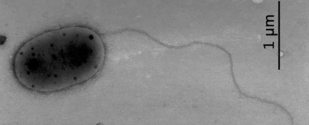 کشف باکتری ناشناخته ایستگاه فضایی بین المللی Methylobacterium jeotgali