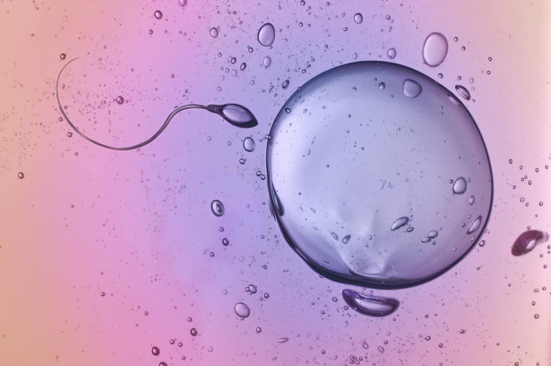 human egg and sperm