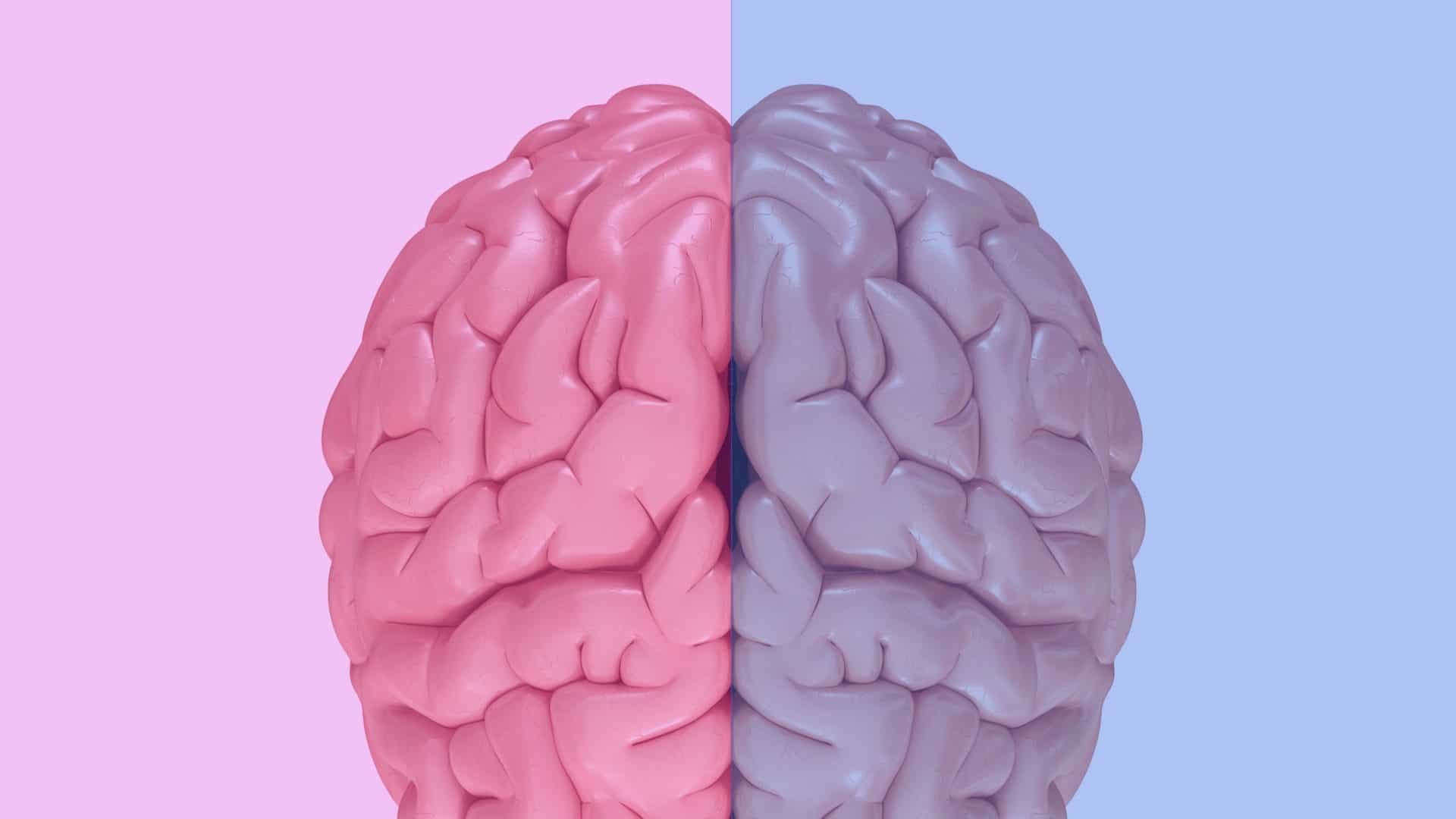 male and female brain